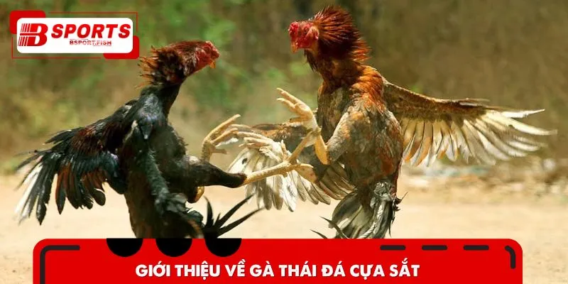 Giới thiệu về gà Thái đá cựa sắt