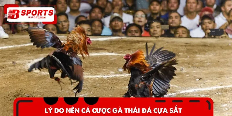 Lý do nên cá cược gà Thái đá cựa sắt