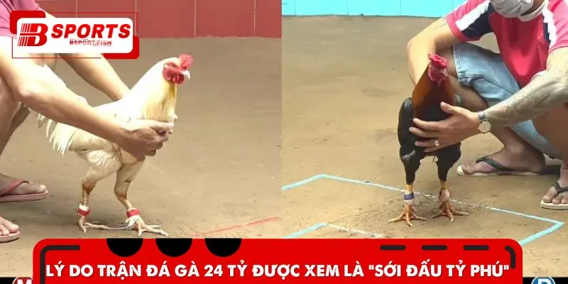 Trận đá gà 24 tỷ vang danh khắp cộng đồng cược thủ