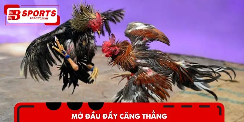 Trận đấu mở đầu đầy căng thẳng