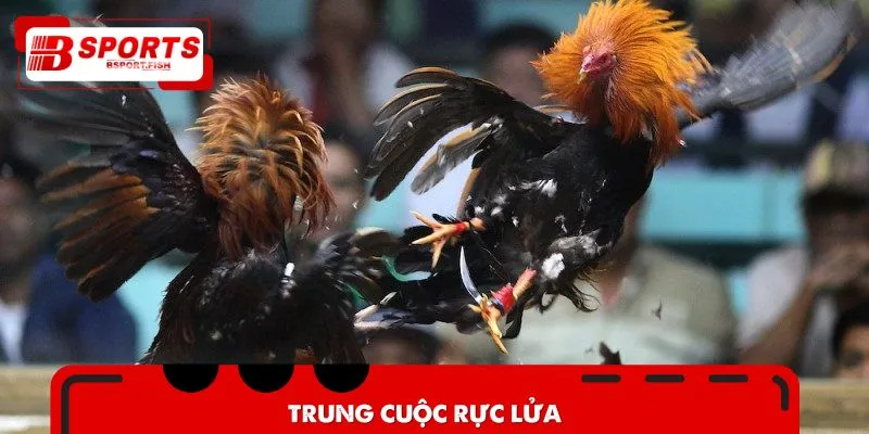 Người xem mãn nhãn trước từng cú tung đòn
