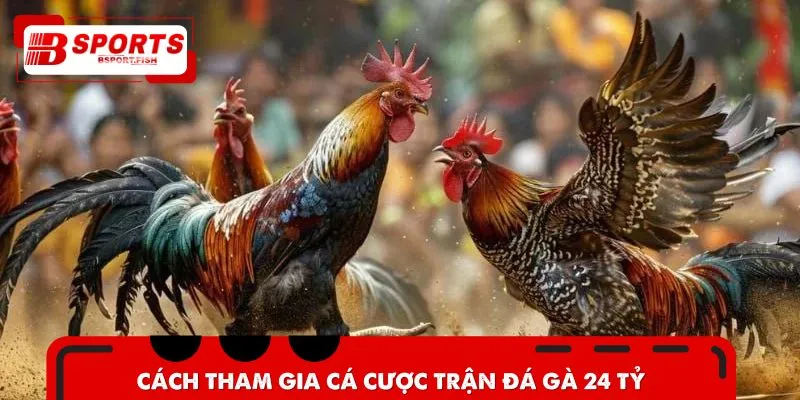 Bí kíp đặt cược thắng đậm trong sới gà 24 tỷ