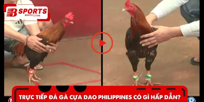 Sức hấp dẫn của sân chơi trực tiếp đá gà cựa dao Philippines cực lớn