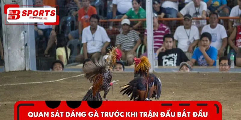 Cược thủ quan sát kỹ càng chiến kê trước khi xuống tiền