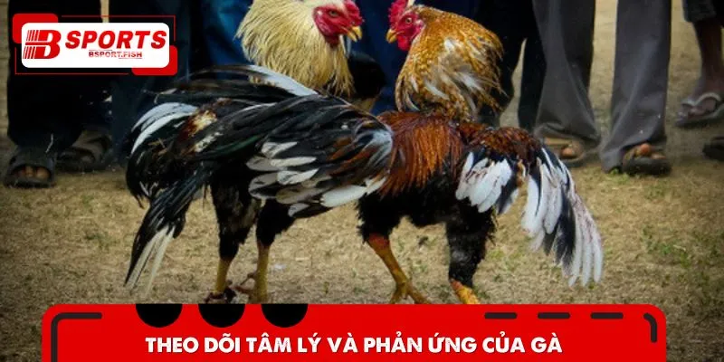 Chú ý đến tâm lý và phản ứng của từng chiến kê