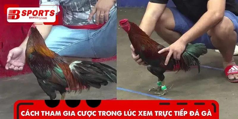 Thao tác đặt cược dễ dàng với cả tân binh